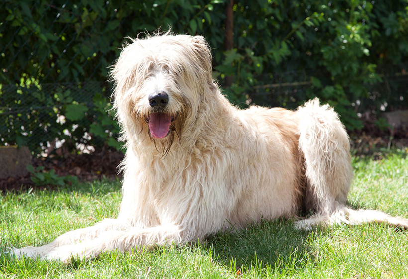Familienhund Jango